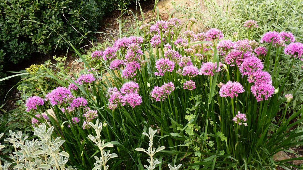 Allium Millenium
