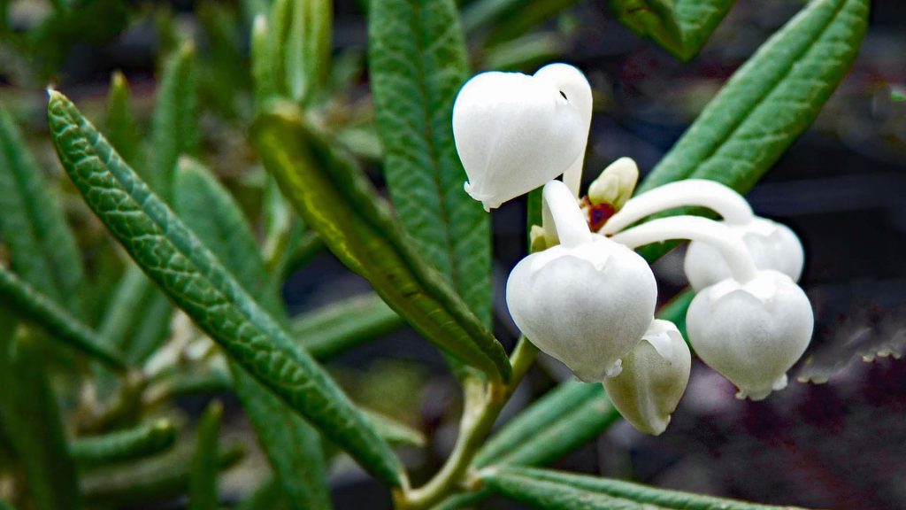 Andromeda Polifolia Alba