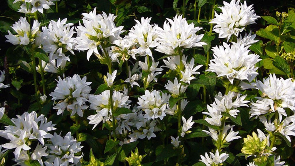Campanula Glomerata Alba