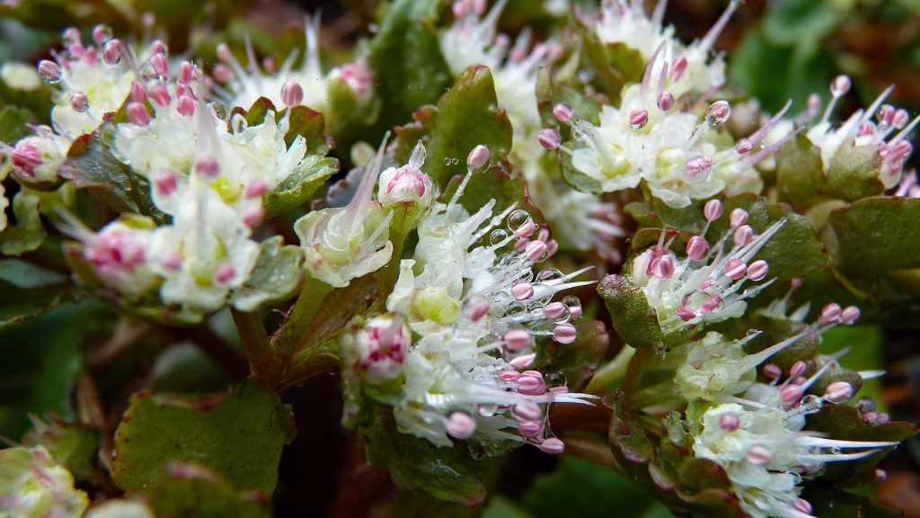 Chrysosplenium Macrophyllum