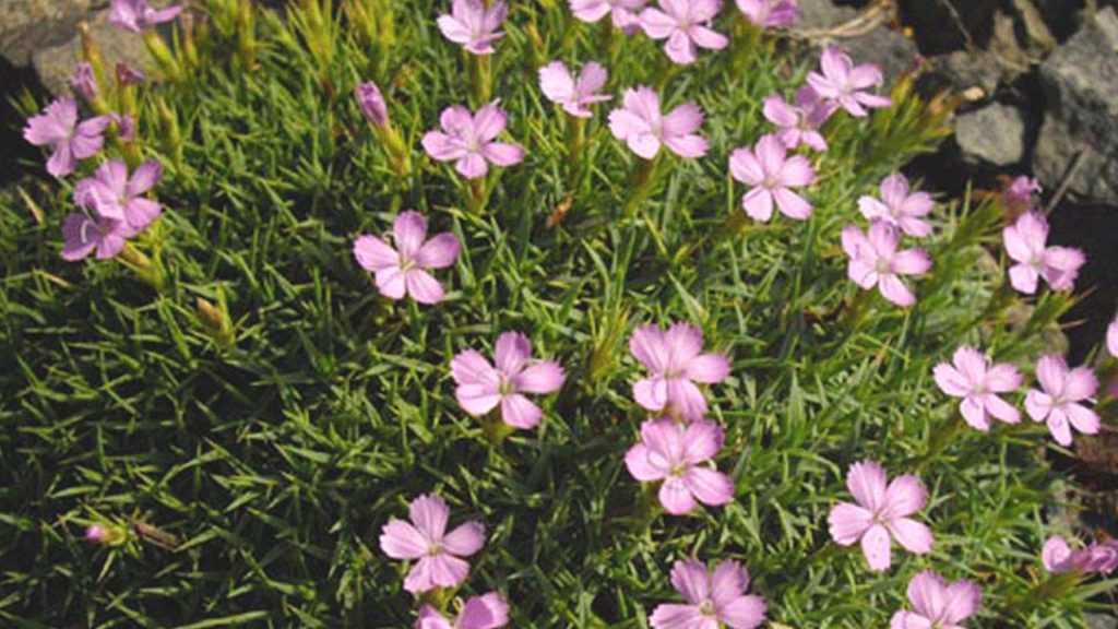 Dianthus-webbianus-(Photo-Ghislain118)