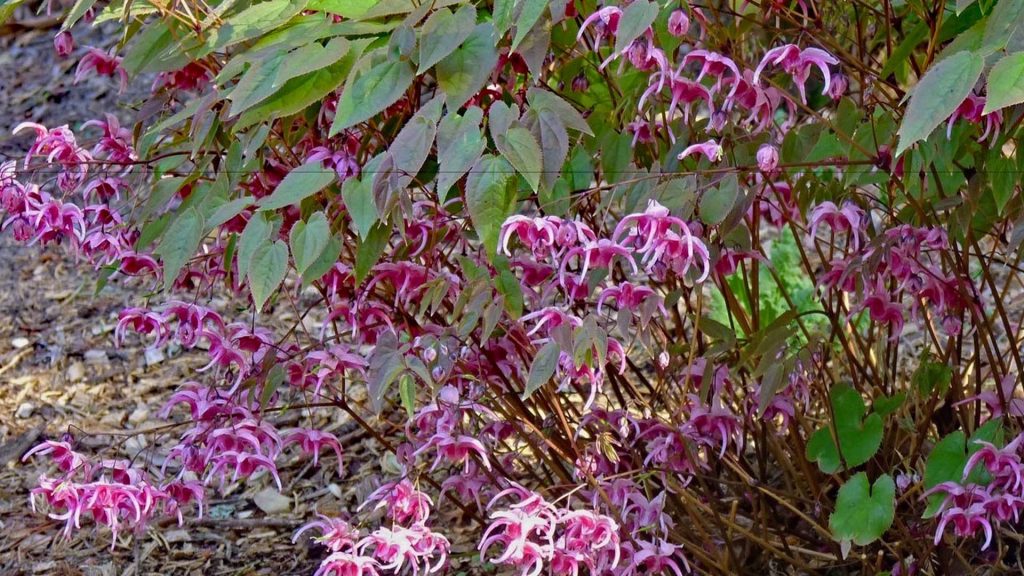 Epimedium 'Pink Champagne'