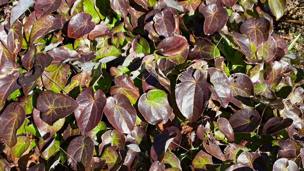 Epimedium 'Thunderbolt's' Winter Leaves