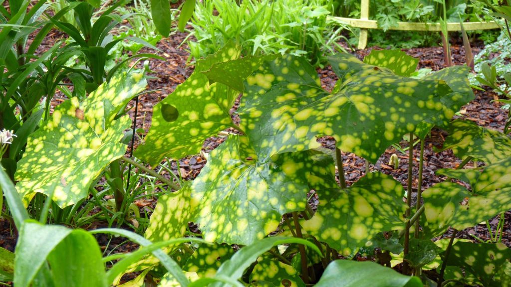 Farfugium Japonicum Aureomaculata (Ligularia)