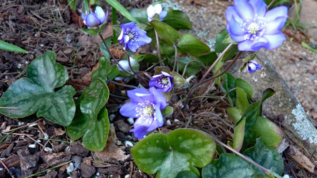 Hepatica Nobilis