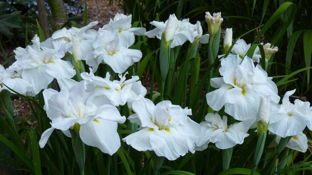 Iris Ensata 'Chidori'