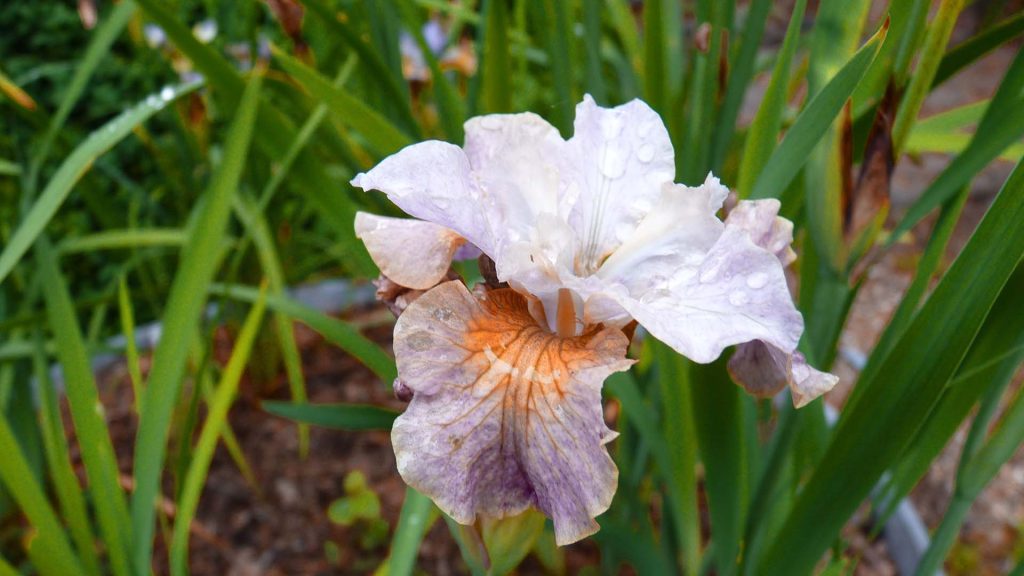 Iris Siberica 'Sun Grooves'