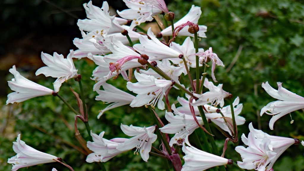 Nerine Pudica