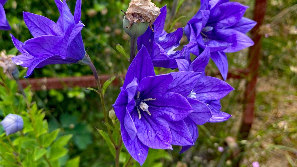 Platycodon Grandiflorus Plena