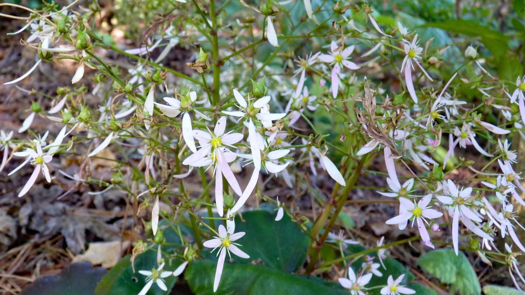 Saxifraga Fortunei Hybrids