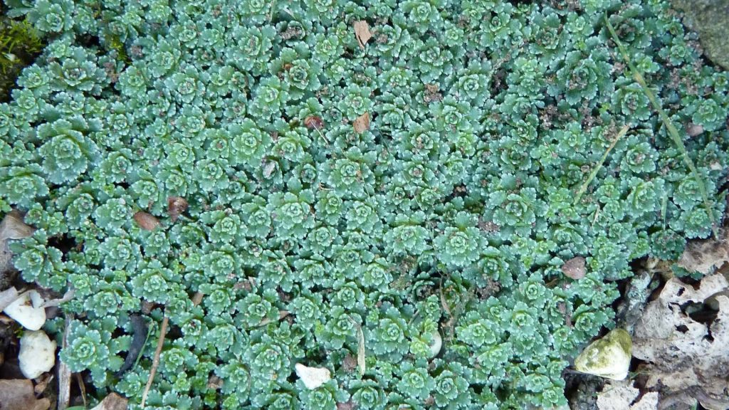 Saxifraga Paniculata var