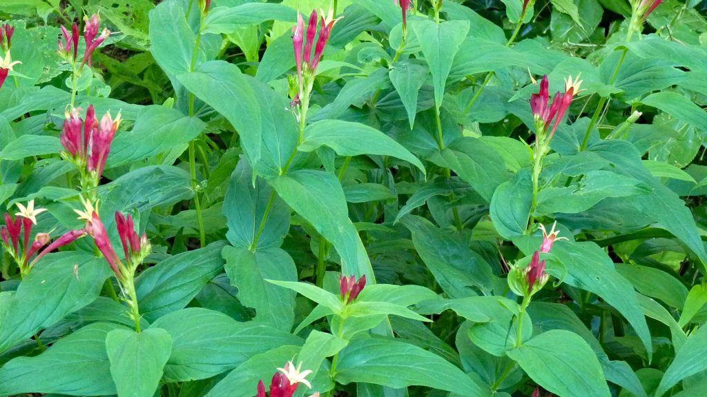 Spigelia Marilandica