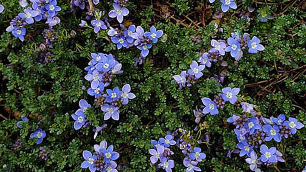 Veronica Oltensis